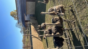 Pui de Struț negru african - imagine 3