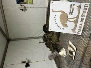 Pui de Struț negru african - imagine 4