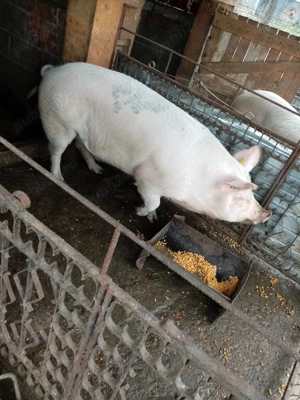 Porc  200kg și purcei 2 luni 