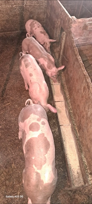 Vând purcei - imagine 4