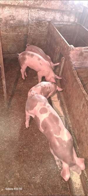 Vând purcei - imagine 2