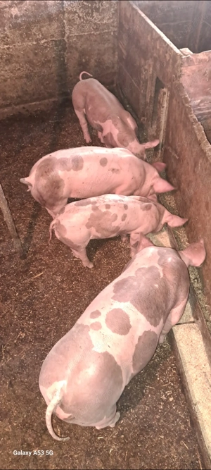 Vând purcei - imagine 3