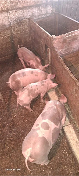 Vând purcei - imagine 5