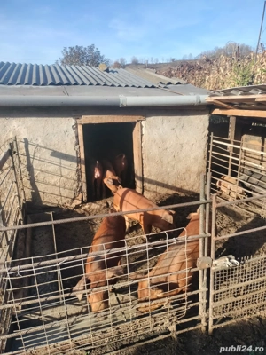 Vând purcei de 6 12 săptămâni 