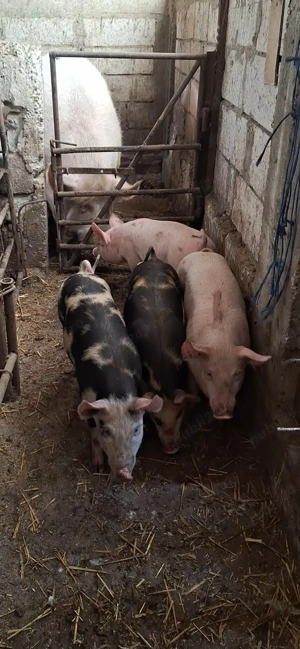 Ultima pereche , purcei sanatosi  - imagine 2