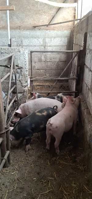 Ultima pereche , purcei sanatosi  - imagine 3