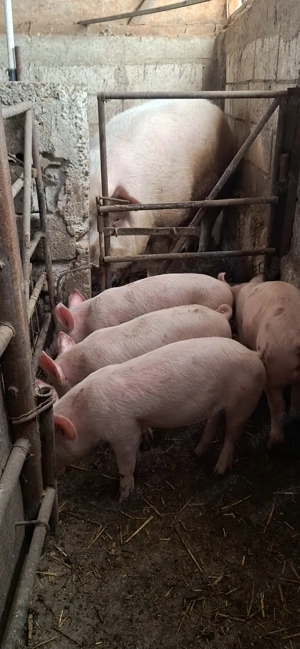 Purcei marele alb  - imagine 2