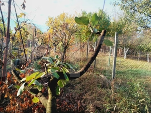 Casa 2 camere, 50 mp, zona Fratelia - imagine 8