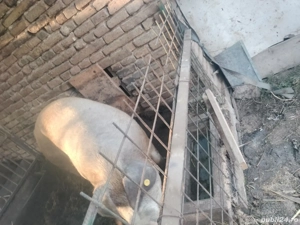 Porci crescuti natural