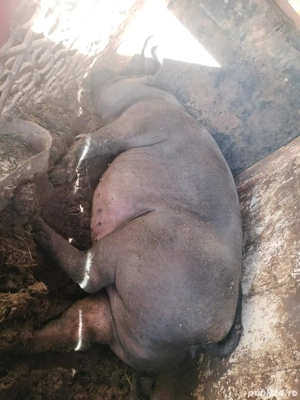 Porci crescuti natural - imagine 2