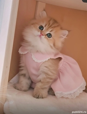 fetita british longhair pedigree