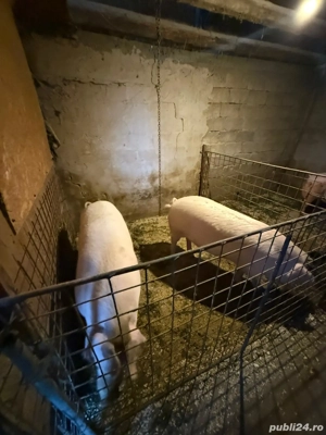 porci de vânzare  - imagine 2