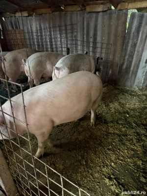 porci de vânzare  - imagine 4