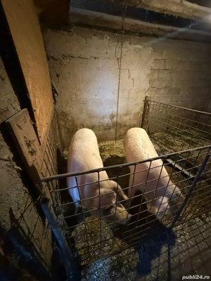 porci de vânzare  - imagine 3