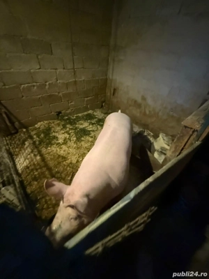 porci de vânzare  - imagine 5