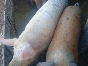 Vând porci de carne