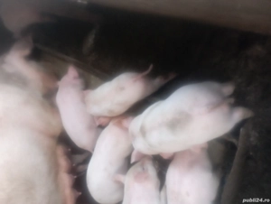 vind purcei - imagine 5