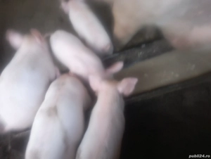 vind purcei - imagine 3