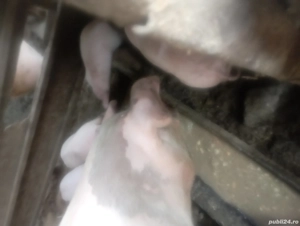 vind purcei - imagine 4