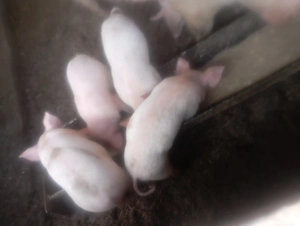 vind purcei - imagine 2