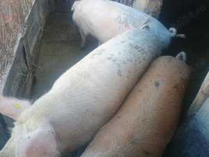 Vând porci de carne - imagine 2