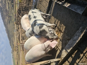 De vânzare purcei, șoldani  - imagine 4