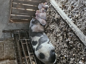 De vânzare purcei, șoldani  - imagine 2