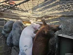 De vânzare purcei, șoldani  - imagine 5