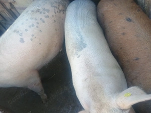 Vând porci de carne - imagine 3