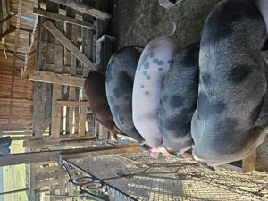 De vânzare purcei, șoldani  - imagine 3