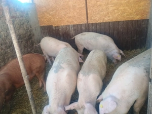 Vând porci de carne - imagine 5