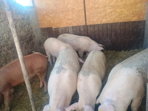 Vând porci de carne - imagine 4