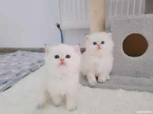 british shorthair golden point - imagine 4