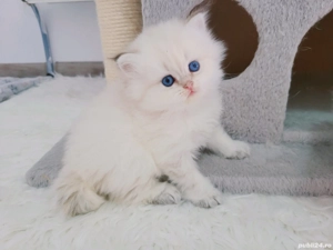 british shorthair golden point - imagine 3