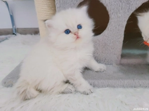 british shorthair golden point - imagine 2