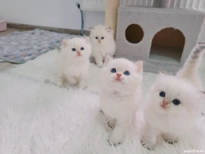 british shorthair golden point - imagine 5