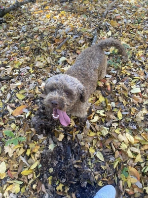 Câin de trufe de vânzare Lagotto  - imagine 2