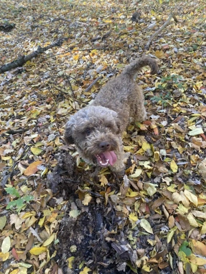 Câin de trufe de vânzare Lagotto  - imagine 3