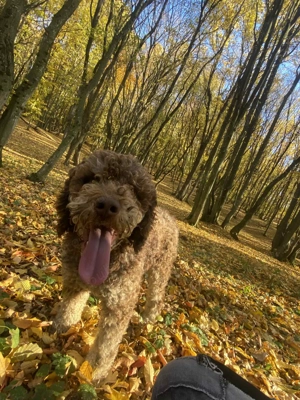 Câin de trufe de vânzare Lagotto 