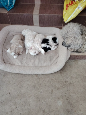 2 Băieți 2 Fetițe Bichon - imagine 3