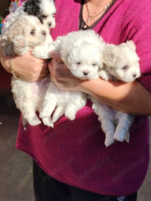 2 Băieți 2 Fetițe Bichon - imagine 4