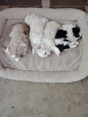 2 Băieți 2 Fetițe Bichon - imagine 2