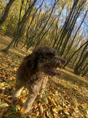 Câin de trufe de vânzare Lagotto  - imagine 4