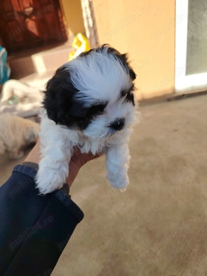 2 Băieți 2 Fetițe Bichon - imagine 5