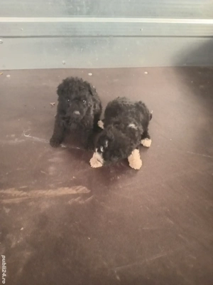 catei de intors! - imagine 2