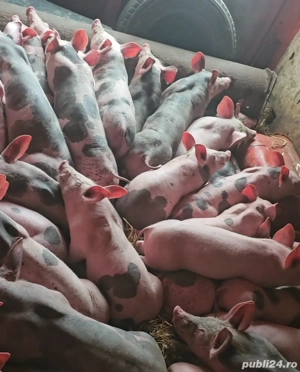 vând 35 soldani rasa petran belgian pur 25 mascul 10 femele 