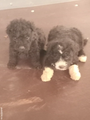 catei de intors! - imagine 3