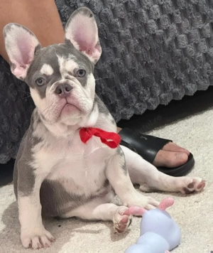 Canisa mea vinde mascul buldog francez