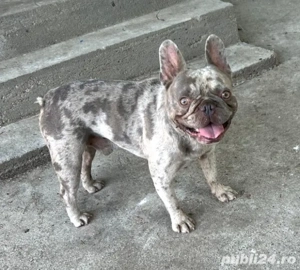 Mascul Disponibil Bulldog francez  