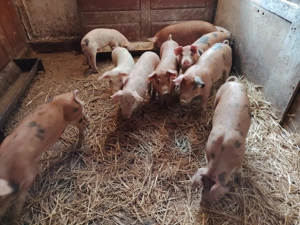 Purcei 11 saptamani - imagine 3